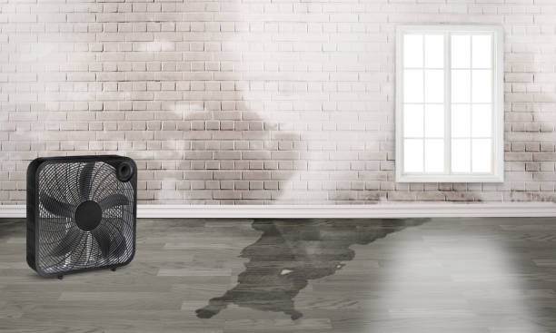Best Flood damage cleanup  in Lemoyne, PA